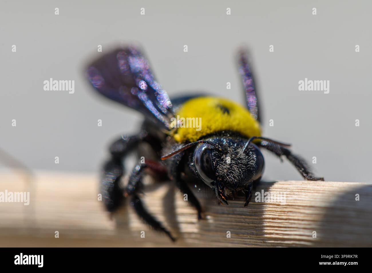 Eine große Tischlerbiene sitzt auf einem Ast, fotografiert in detailliertem Makro, um ihre Körperstruktur und glänzenden Flügel zu enthüllen. Stockfoto