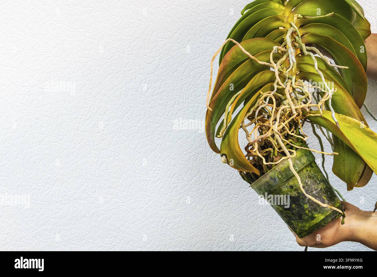 Orchideentransplantation auf weißem Hintergrund. ?ld große Phalaenopsis muss umgetopft werden. Alte Phalaenopsis-Wurzeln und Orchideenblätter im Nahaufnahme. Orchideen pflanzen. Die Stockfoto