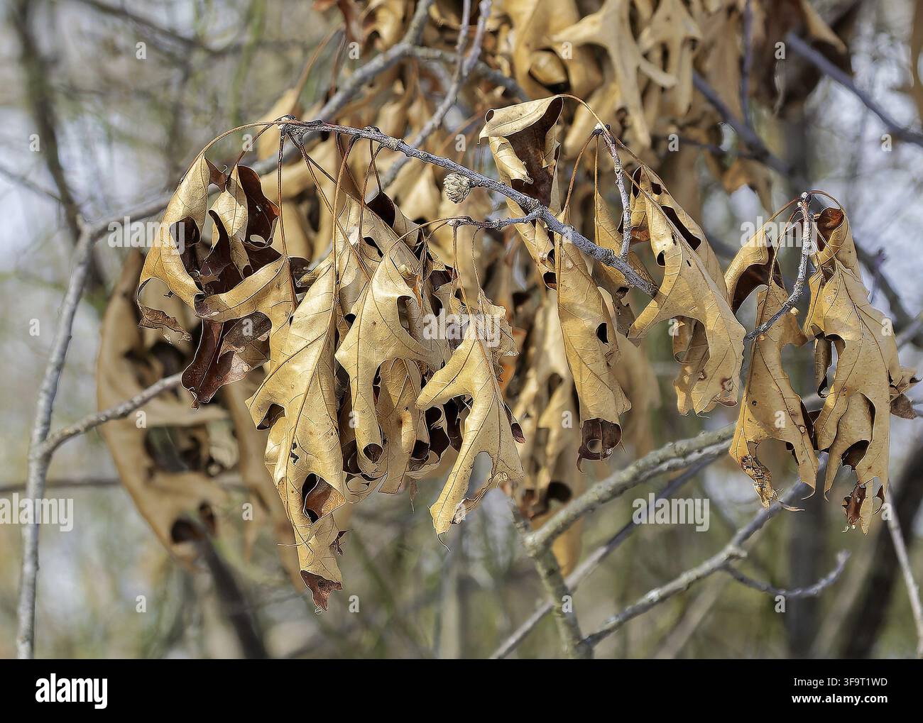 Trockene Eichenblätter hängen an einem Ast im Winter Stockfoto