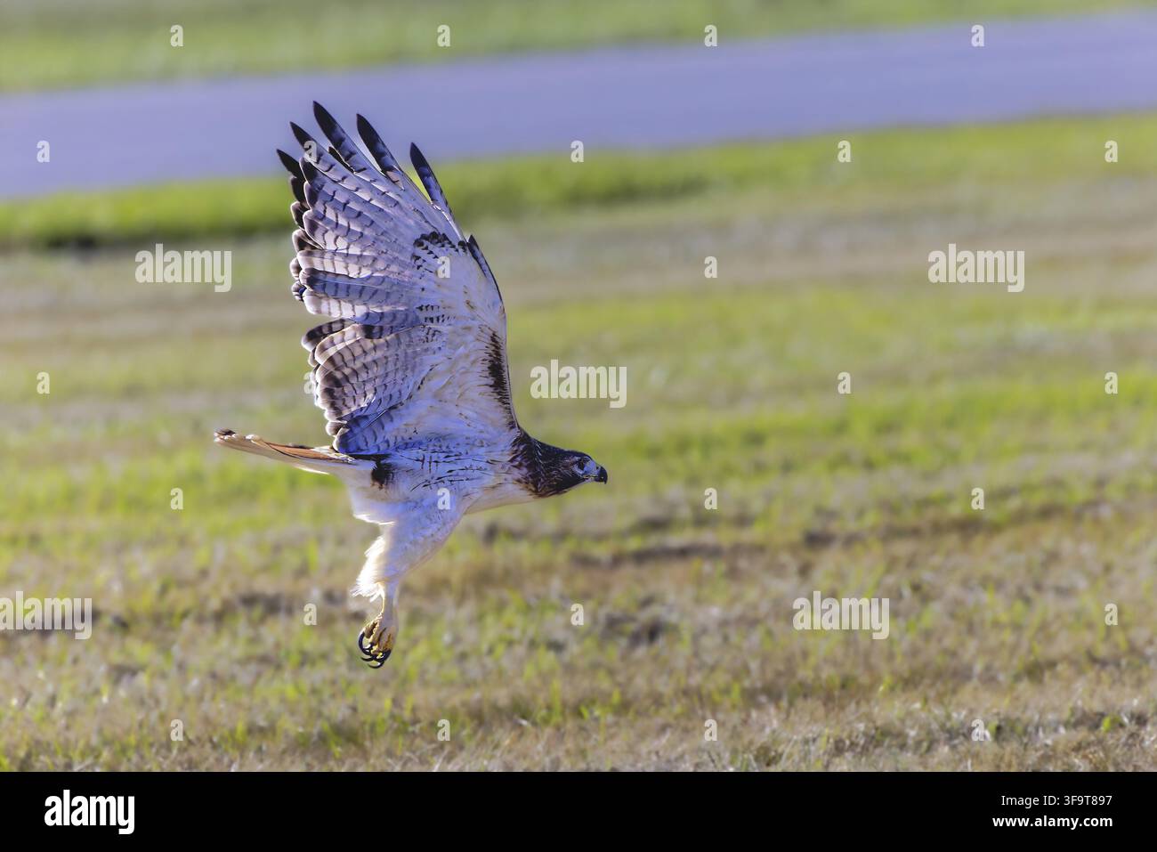 Der Rotschwanzfalke (Buteo jamaicensis) im Flug Stockfoto