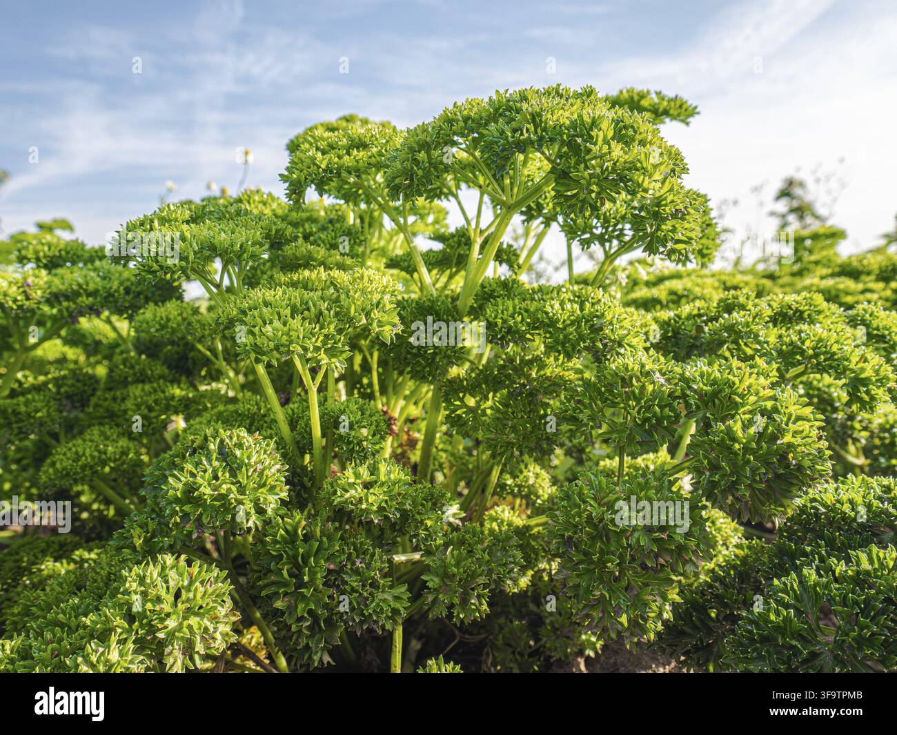 Themenspektrum rund um den Anbau von Petersilie und Kräutern im Gartenbeet, von Pflanzen und Pflege bis hin zu spezifischen Herausforderungen und Begleitpflanzung Stockfoto