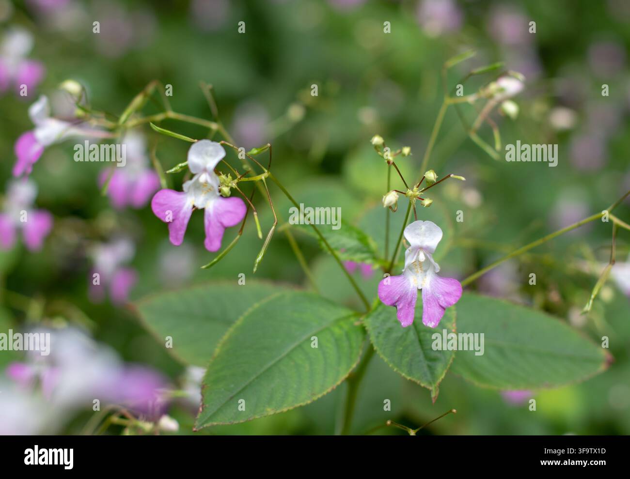 Zarte rosa Impatiens balfourii, auch bekannt als Balfour's Sinnpflanze, Balfour's Balsam und Himalaya-Balsam, eine invasive Zierpflanze mit Anmut Stockfoto
