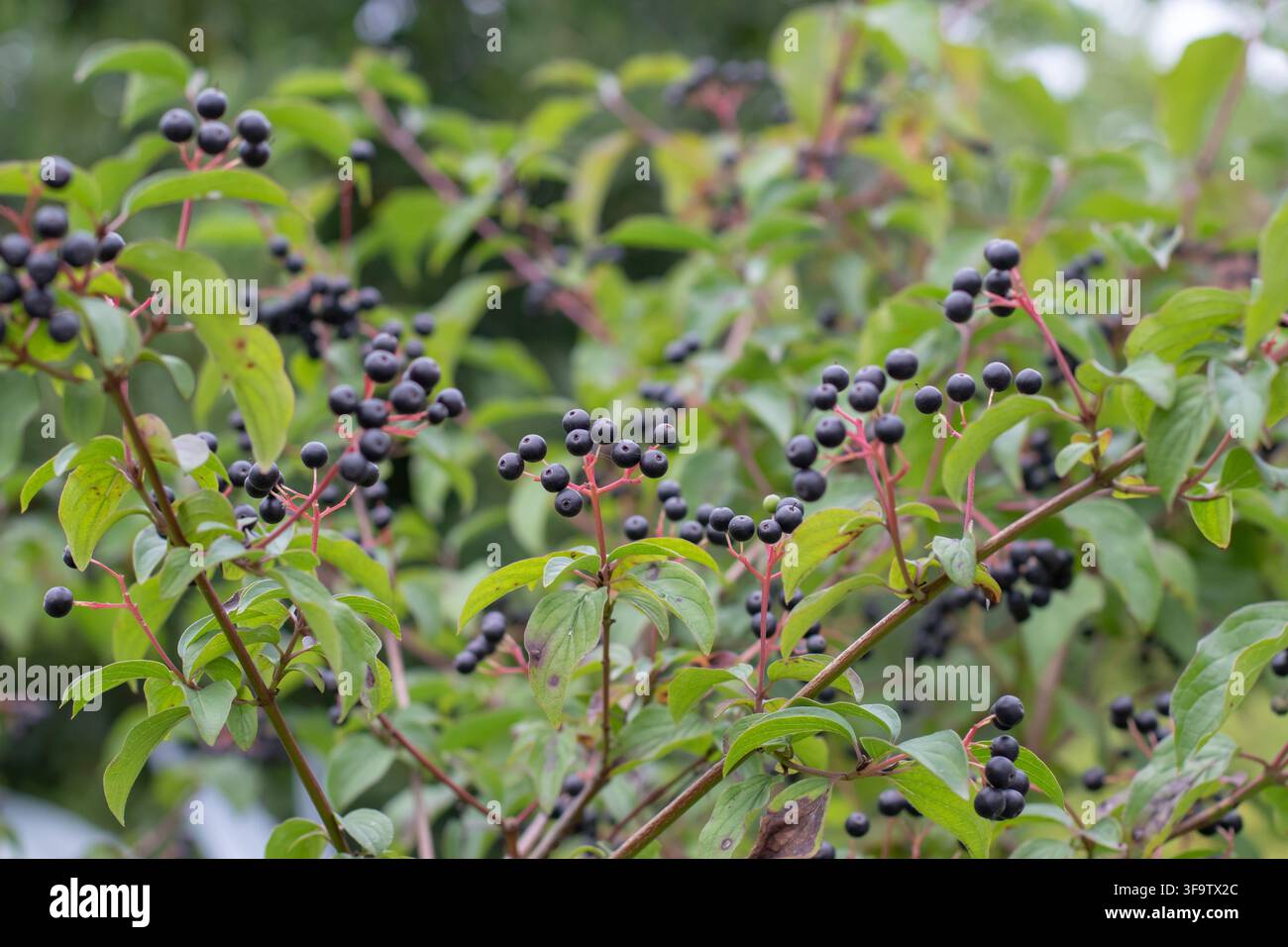 Büschel dunkler reifer Beeren an Cornus sanguinea, auch bekannt als gewöhnlicher Hartriegel, Blutweide oder europäischer Hartriegel, der an belaubten Ästen wächst Stockfoto