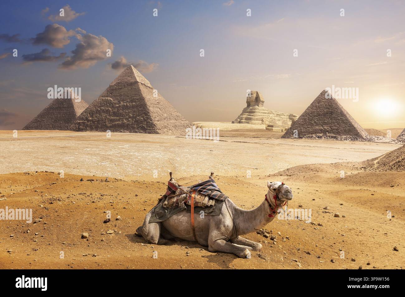 Ein Kamel von Gizeh vor der Sphinx und den Pyramiden, Ägypten Stockfoto