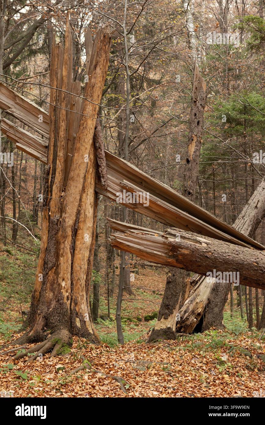 Gebrochener Baum im Vitosha-Berg bei Sofia, Bulgarien Stockfoto