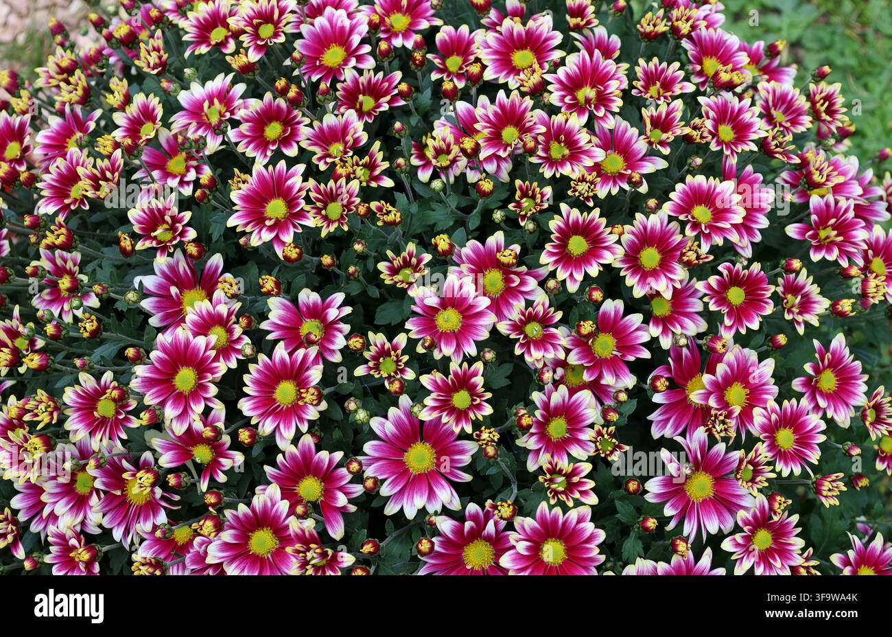Blüten und Knospen von violettem und weißem Chrysanthemum indicum. Vollformat, Textur. Stockfoto