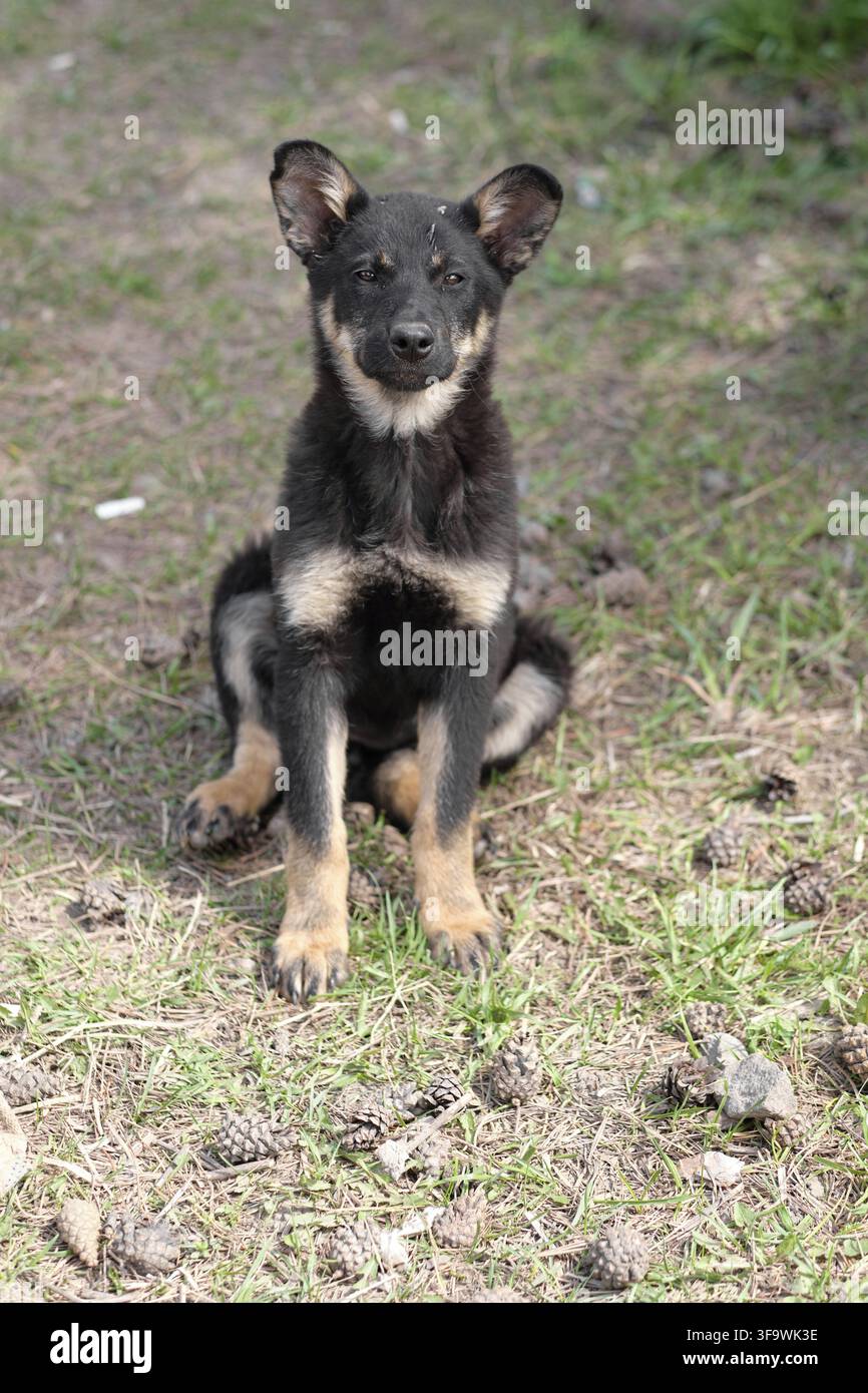 Ein kleiner schwarzer streunender Welpe sitzt auf dem Gras und schaut in den Rahmen. Das Problem der streunenden Tiere. Mischlingswelpe Stockfoto