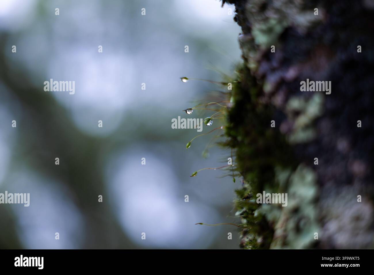 Ein Moos-Sporophyt mit Wassertropfen auf der Baumrinde in einer sanften Waldeinstimmung Stockfoto