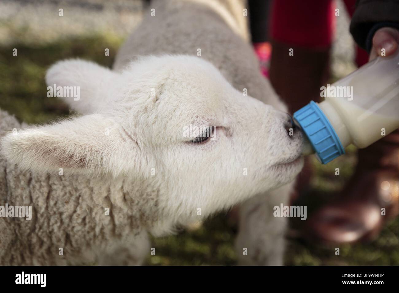 Kleines Lamm wird in einer Flasche aus Milch gefüttert Stockfoto