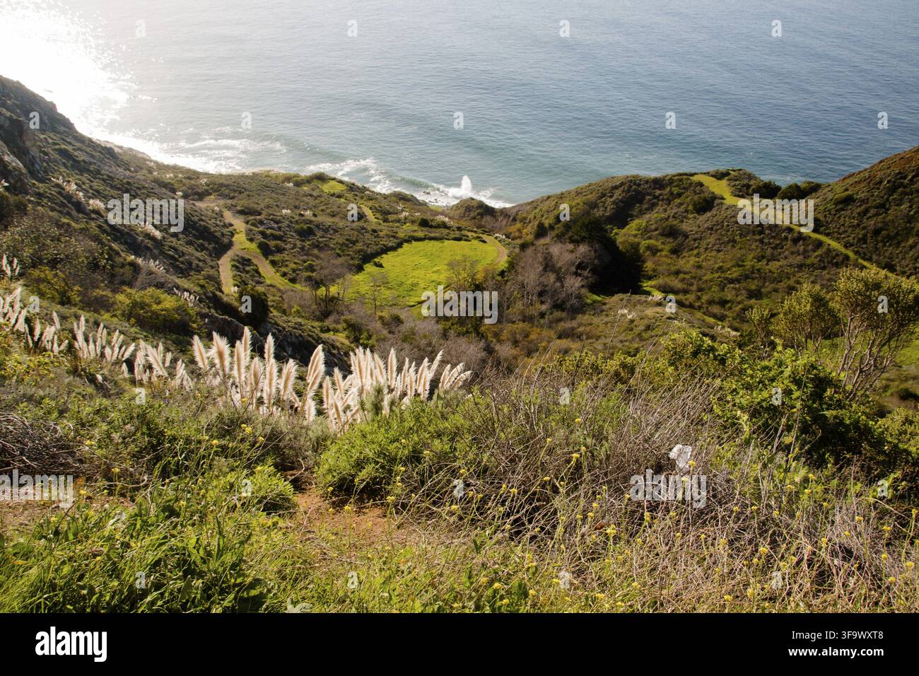 Unkrautartiges Pampasgras an der Big Sur-Küste, Los Padres National Forest, Kalifornien, USA Stockfoto