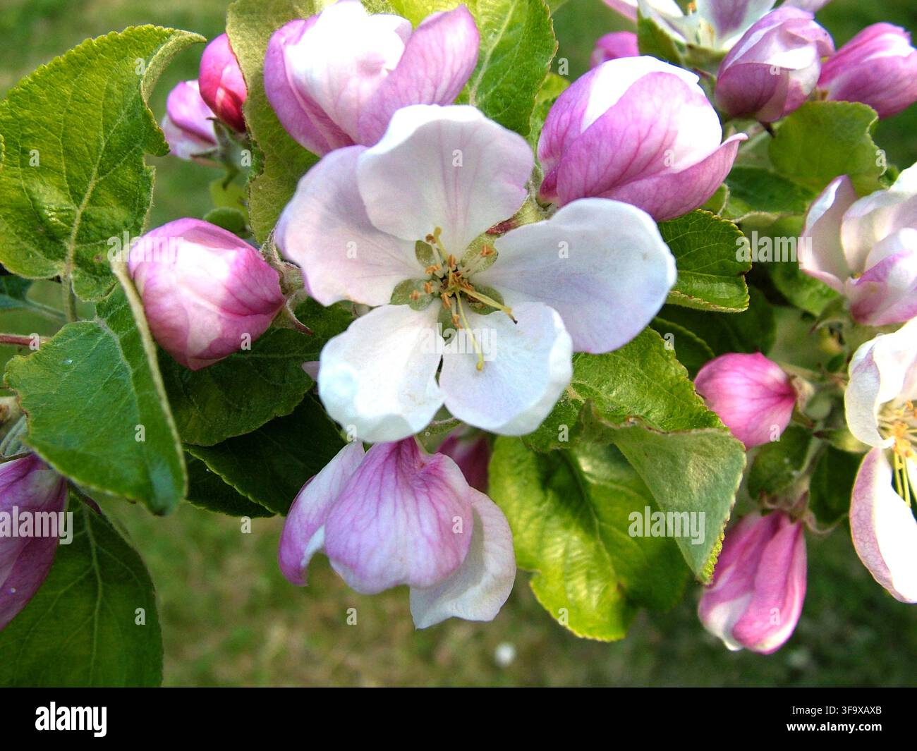Apfenblüten in Nahaufnahme Stockfoto