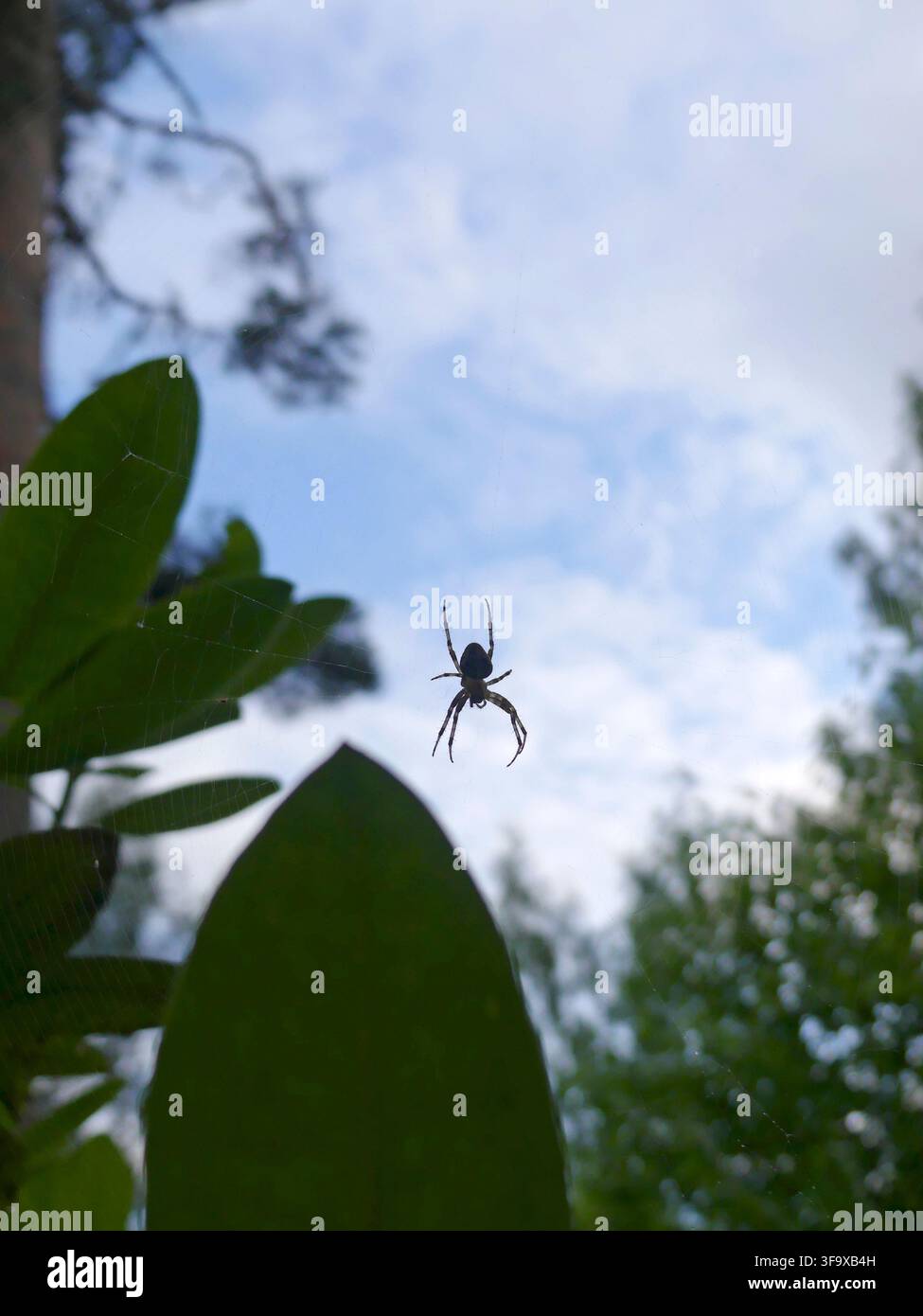 Spinne auf ein Spinnennetz Stockfoto