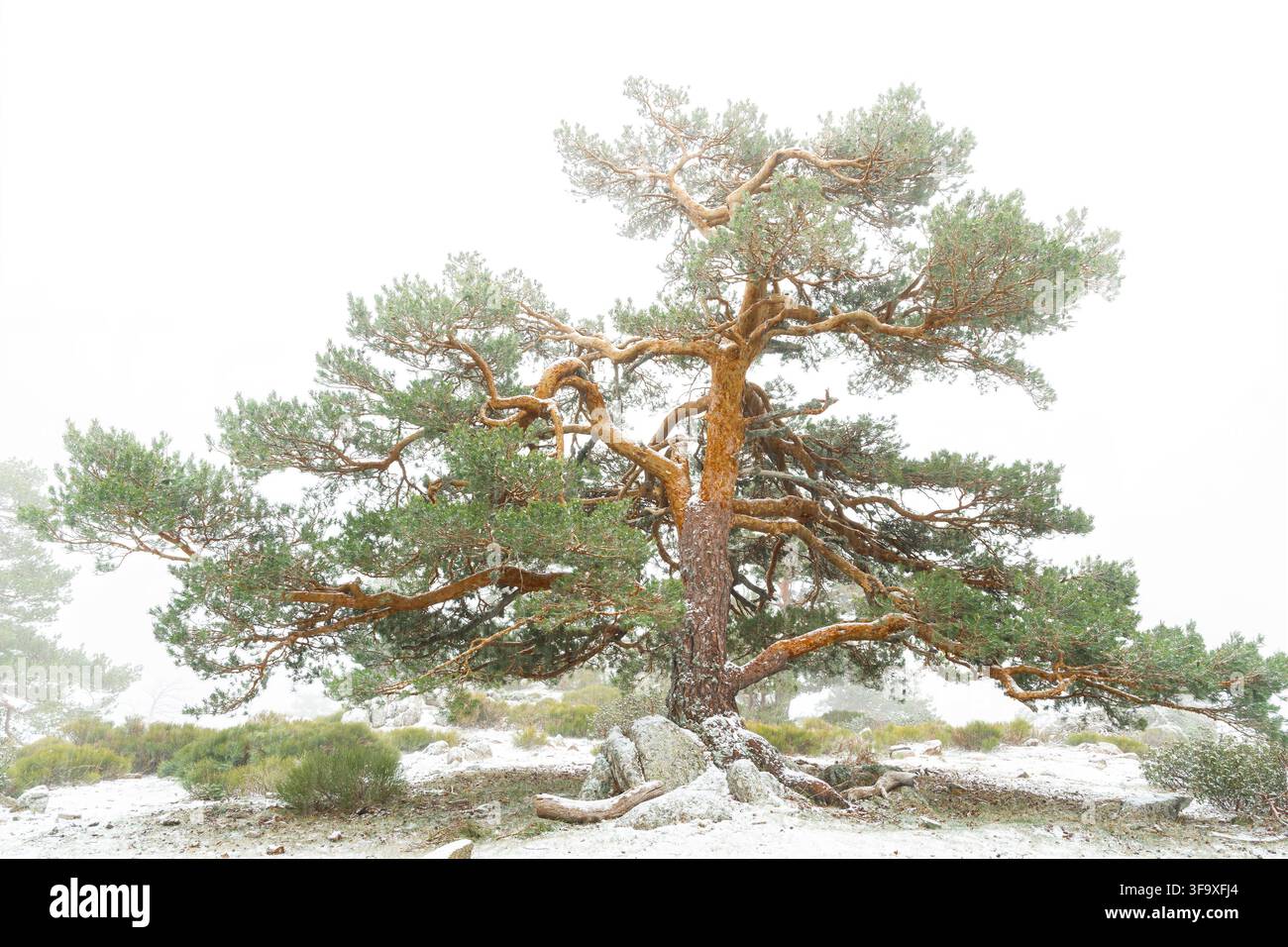 Verdrehte Kiefer, die allein im Schnee steht Stockfoto