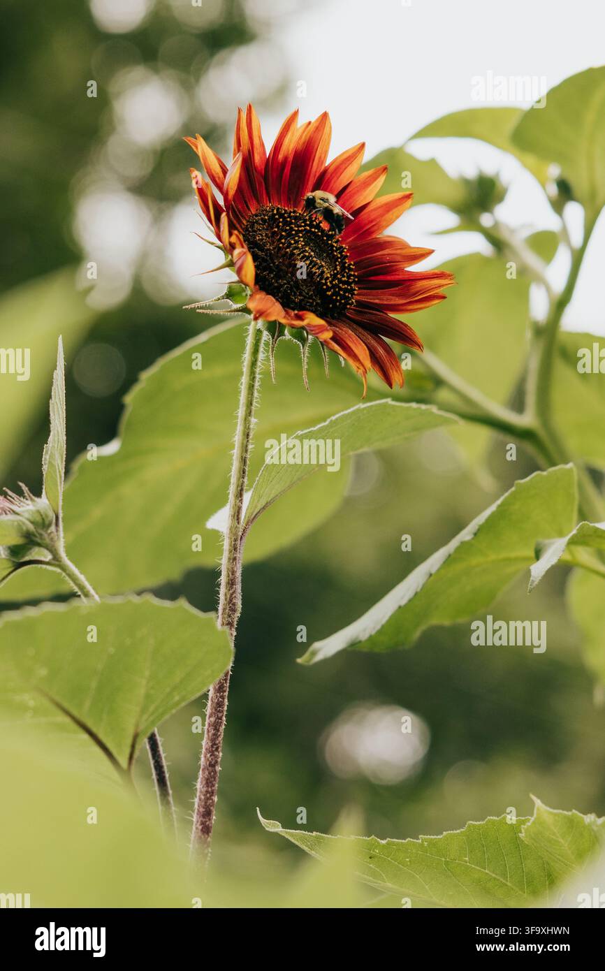 Bumblebee sammelt Pollen auf einer roten Sonnenblume Stockfoto
