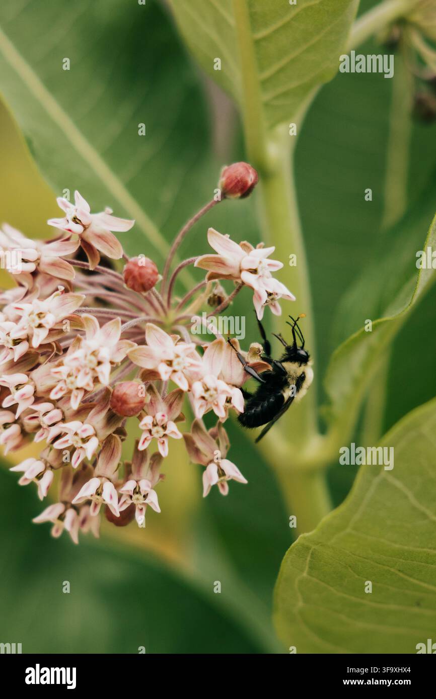 Bumblebee bestäubt einen Büschel Wolfsmilchblüten Stockfoto