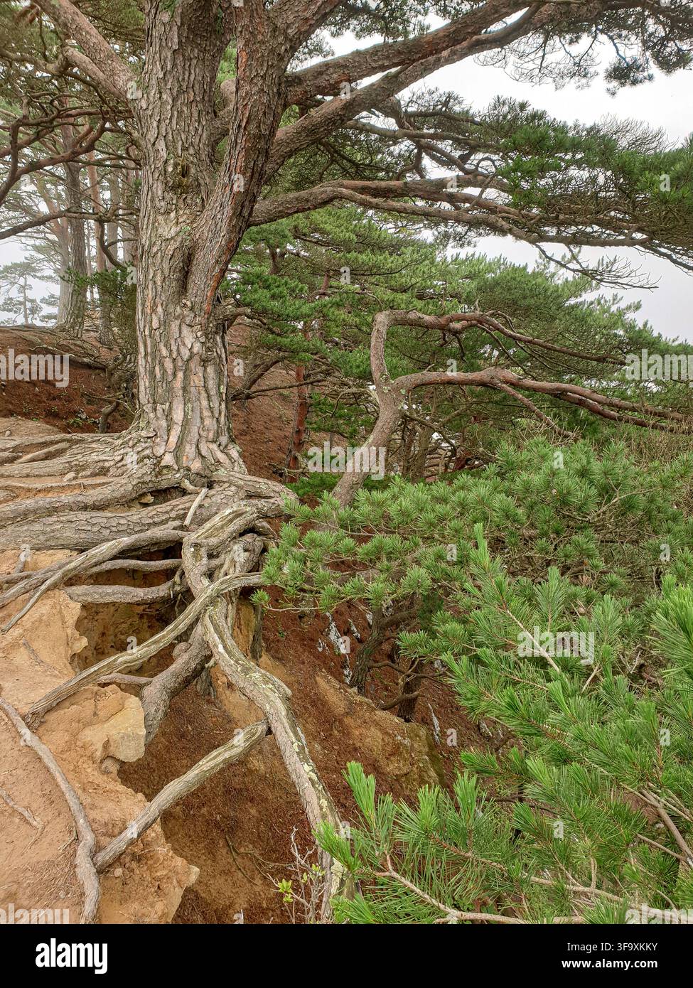 Mogilnye-Kiefer mit großen freiliegenden Wurzeln, die auf einem erodierten Küstenhang des Kap Gamov auf der Gamow-Halbinsel, Primorje, Russland, wachsen. Stockfoto