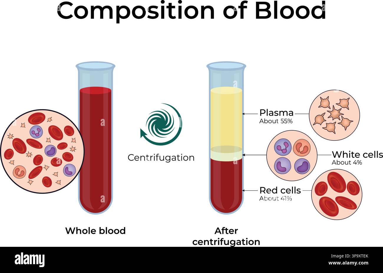 Zusammensetzung von Blut, das Plasma, rote Blutkörperchen und weiße Blutkörperchen nach der Zentrifugation zeigt Stock Vektor
