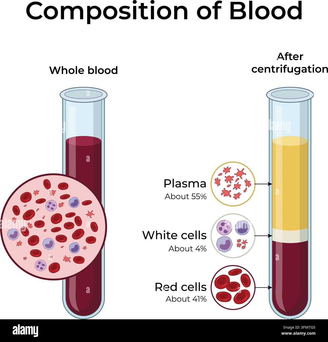 Zusammensetzung von Blut, das Plasma, rote Blutkörperchen und weiße Blutkörperchen nach der Zentrifugation zeigt Stock Vektor
