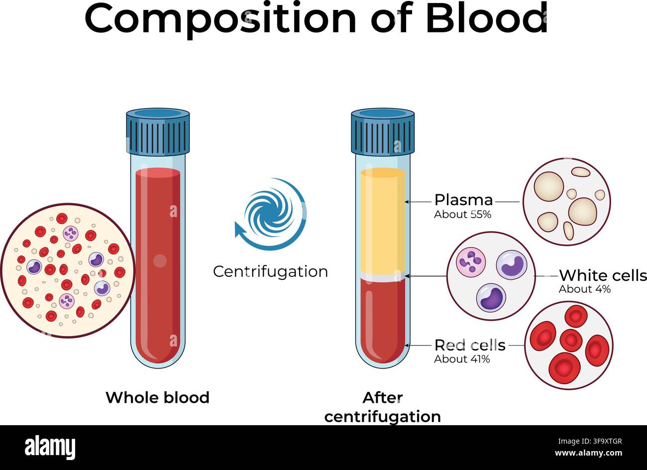 Zusammensetzung von Blut, das Plasma, rote Blutkörperchen und weiße Blutkörperchen nach der Zentrifugation zeigt Stock Vektor