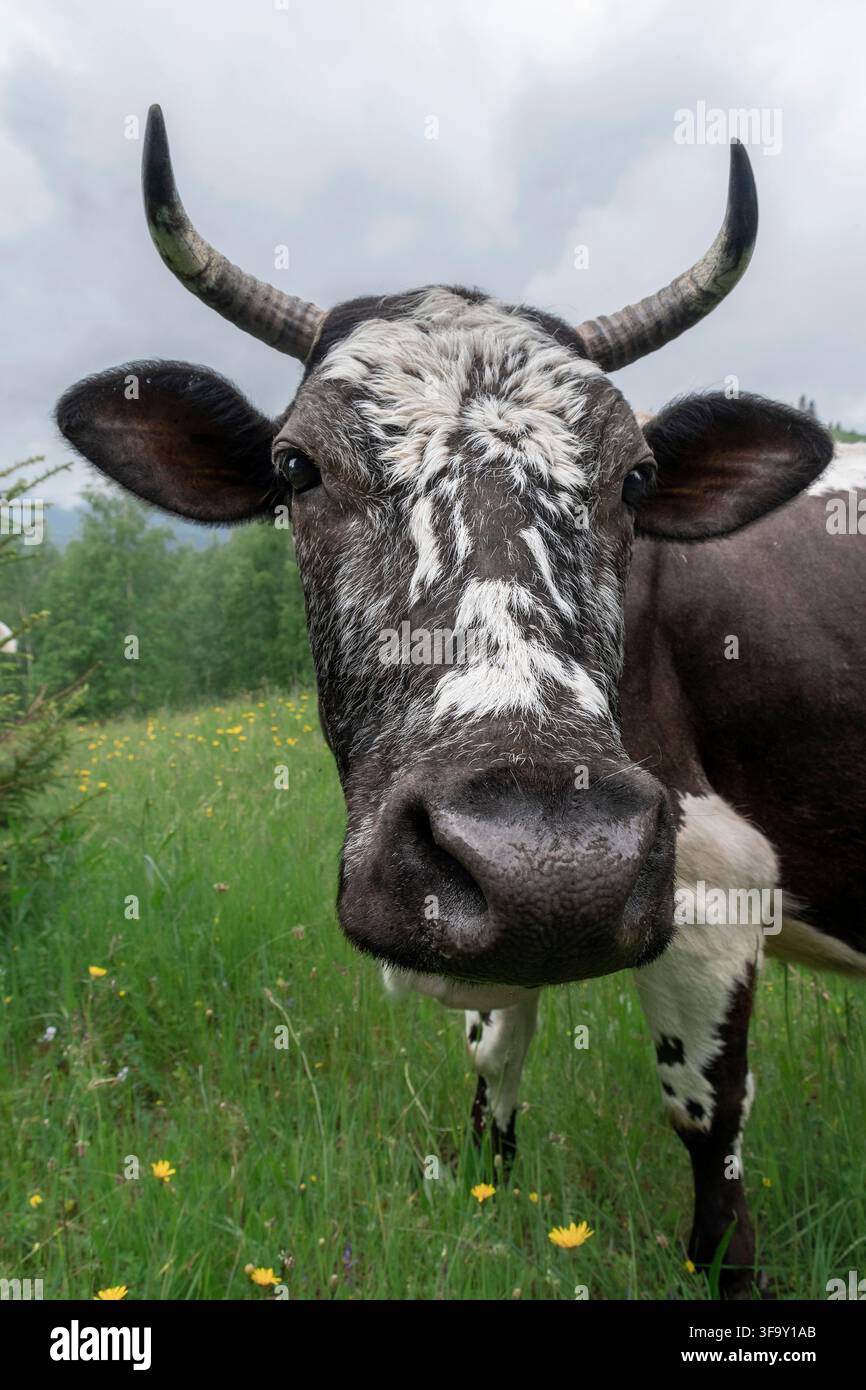 Nahaufnahmeporträt einer gehörnten schwarzweißen Kuh, die in einer Wildblumenwiese in den Karpaten, Ukraine, steht Stockfoto