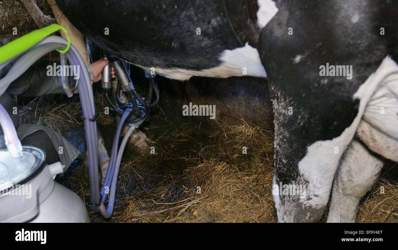Kuhmelkmaschine in einer Farmumgebung Stockfoto