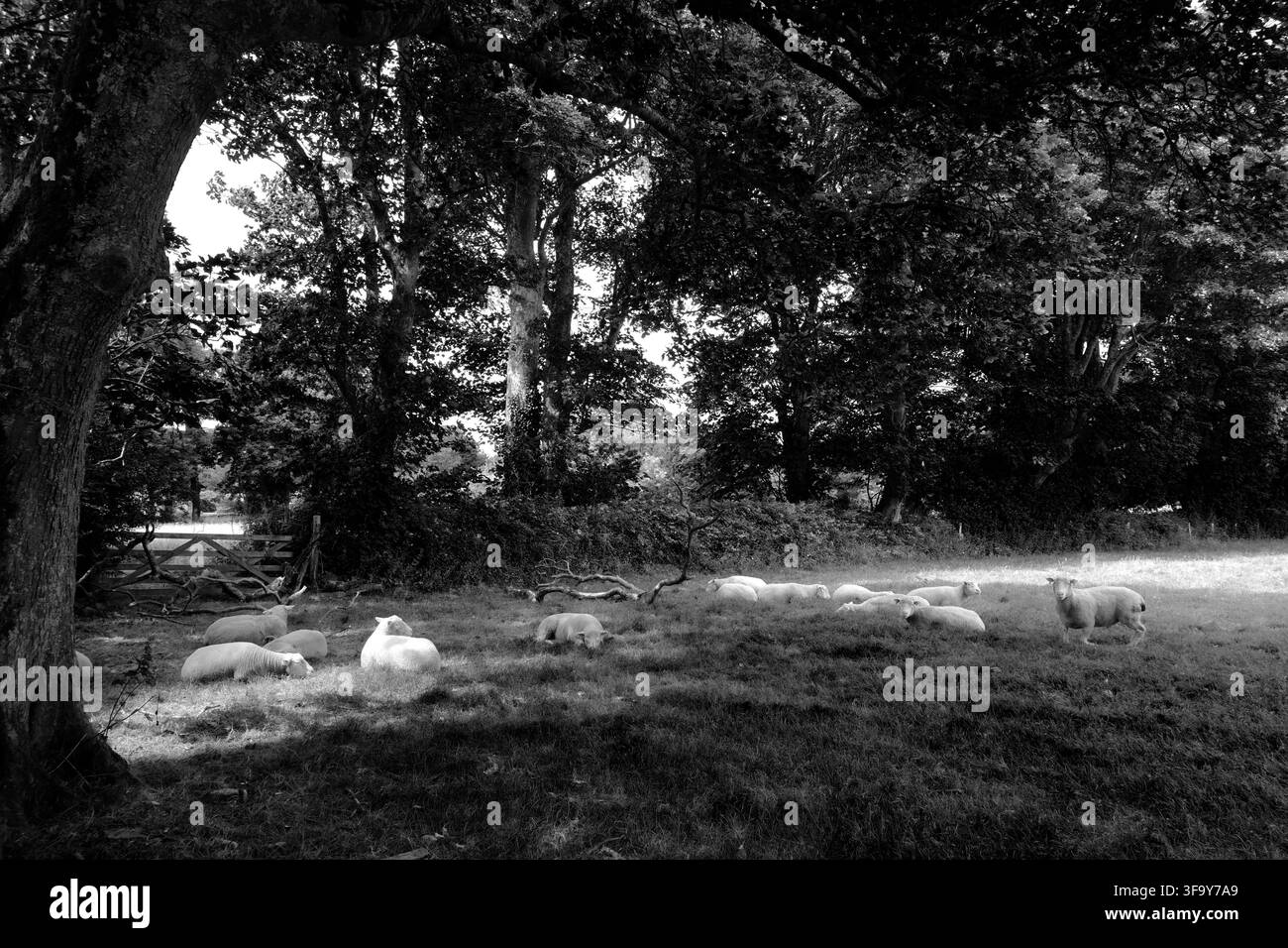 Monochrom-Landschaft einer Schafherde, die in einer grasbewachsenen Weide unter großen schattigen Bäumen in Cornwall, UK, ruht Stockfoto