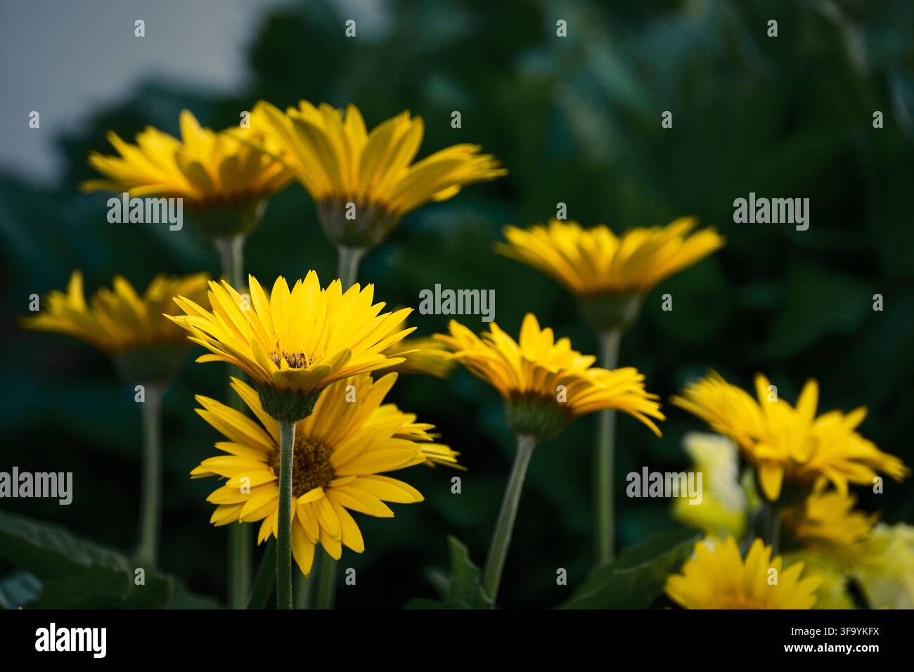 Gelbe Echinacea-Kegelblumen in Blüte bei warmem Sonnenlicht Stockfoto