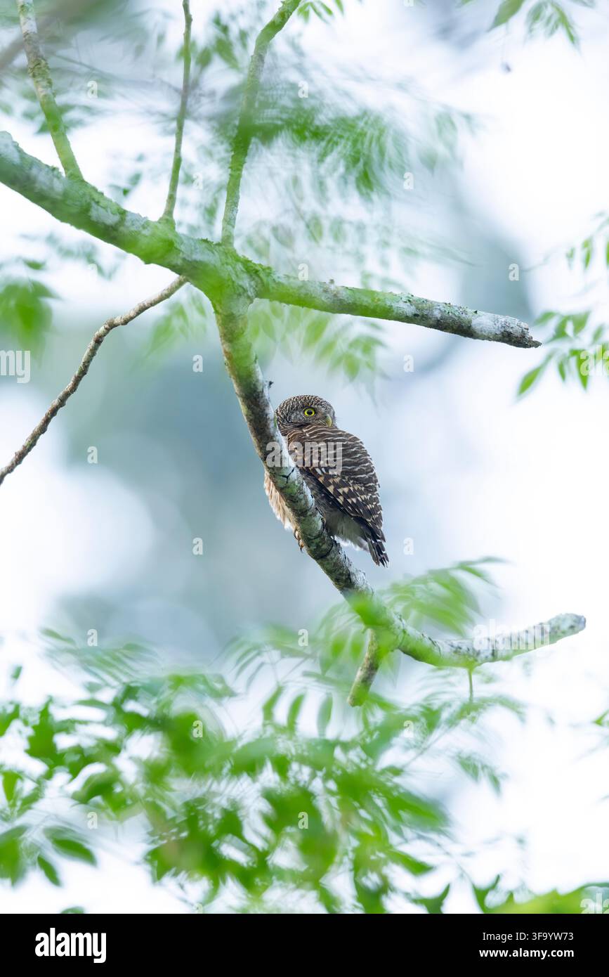 Asiatisches Streifenkäuzchen Glaucidium cuculoides, erwachsenes Exemplar im Baumkronenbereich, Kaeng Krachan, Phetchaburi, Thailand, März Stockfoto