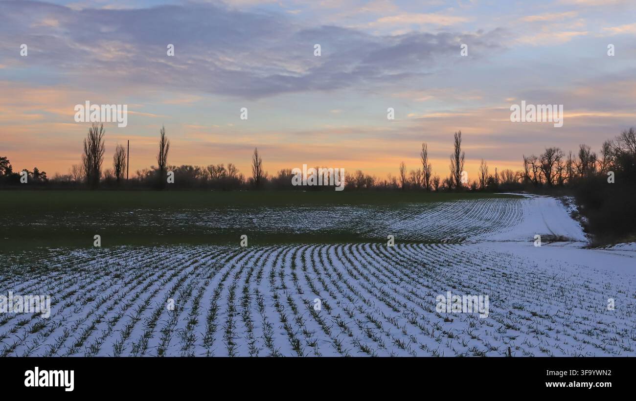 Grüne Winterkulturen wachsen durch Schnee unter dem Vollmond in der Dämmerung Stockfoto