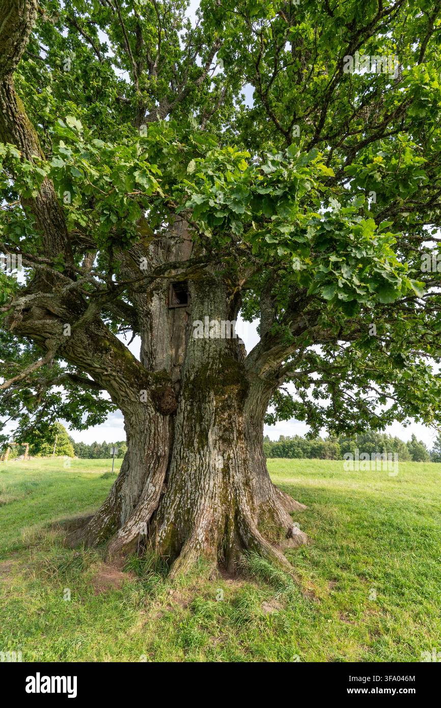 Massiver alter Stamm und ausladende Äste der Tamme-Lauri-Eiche aus nächster Nähe in Südestland fotografiert. Stockfoto