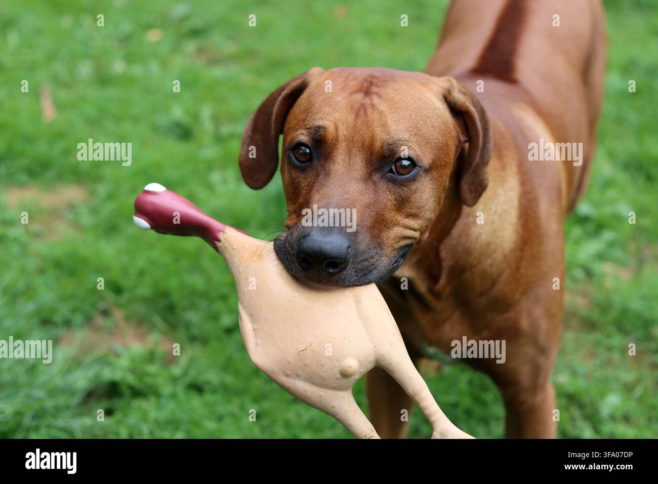 Rhodesian Ridgeback-Hund spielt mit einem Spielzeug im Garten Stockfoto
