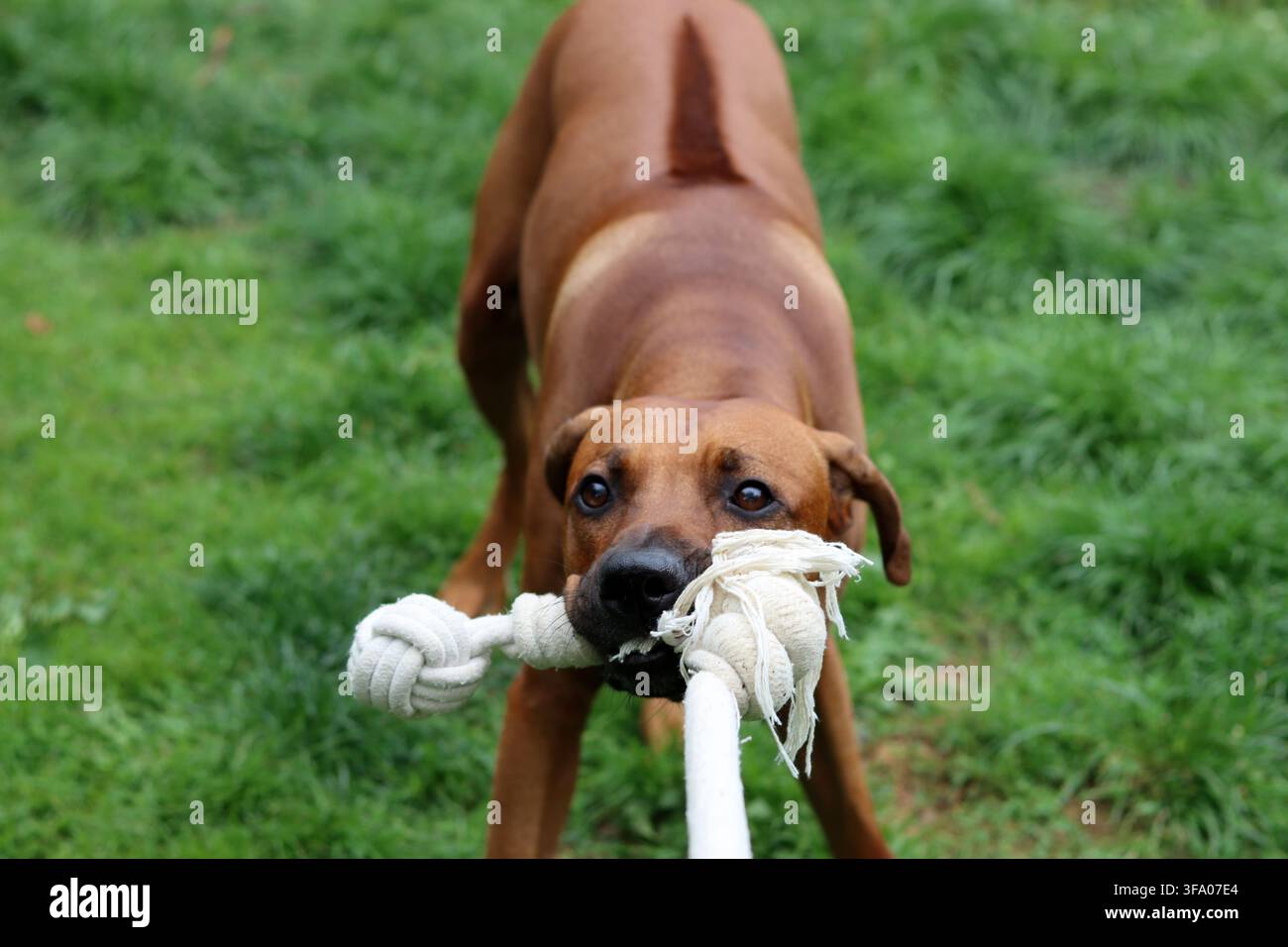 Rhodesian Ridgeback-Hund spielt mit einem Seil im Garten. Grüne Rasen-Hintergrund, Kopierraum. Stockfoto
