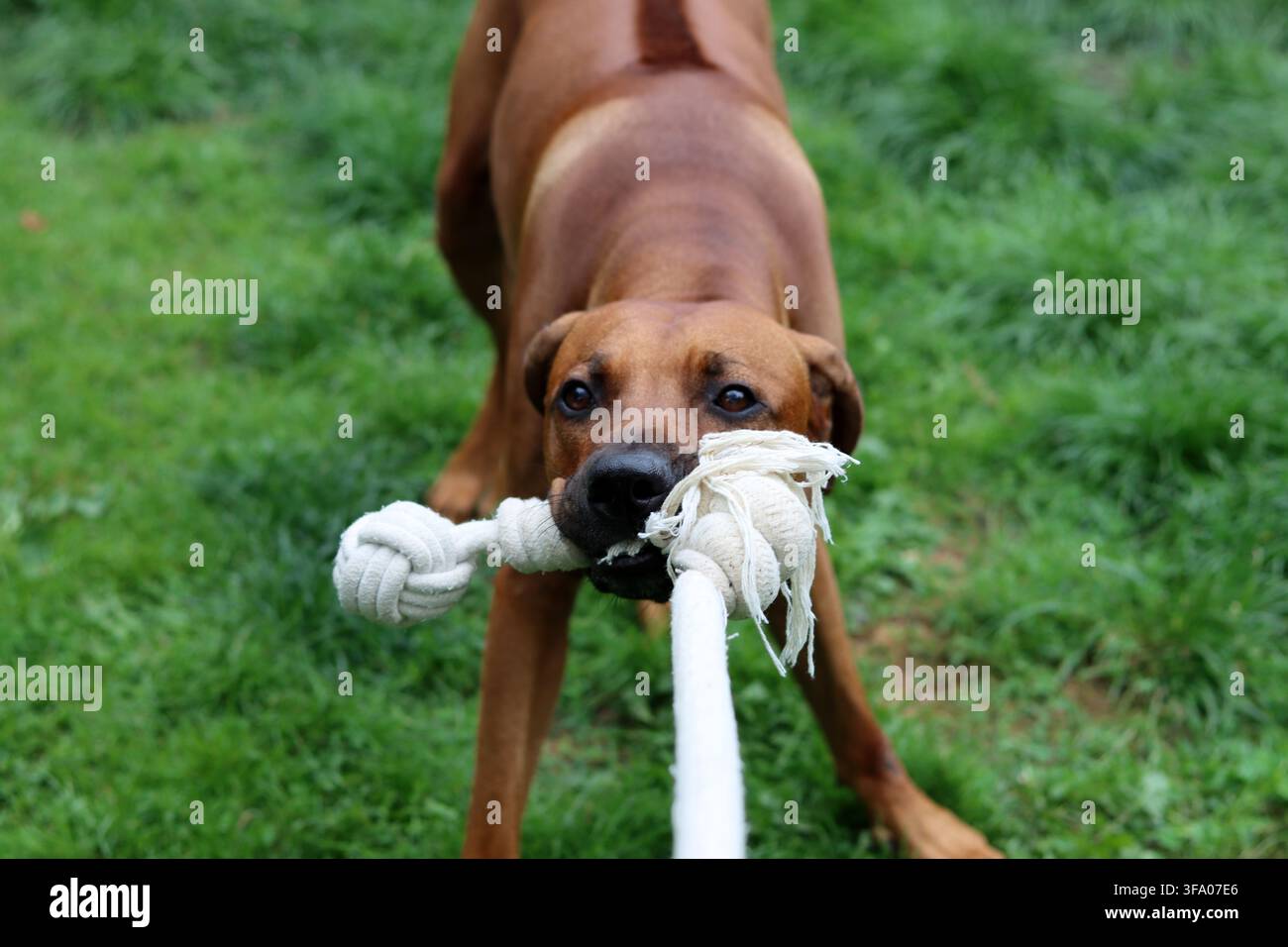 Rhodesian Ridgeback-Hund spielt mit einem Seil im Garten. Grüne Rasen-Hintergrund, Kopierraum. Stockfoto