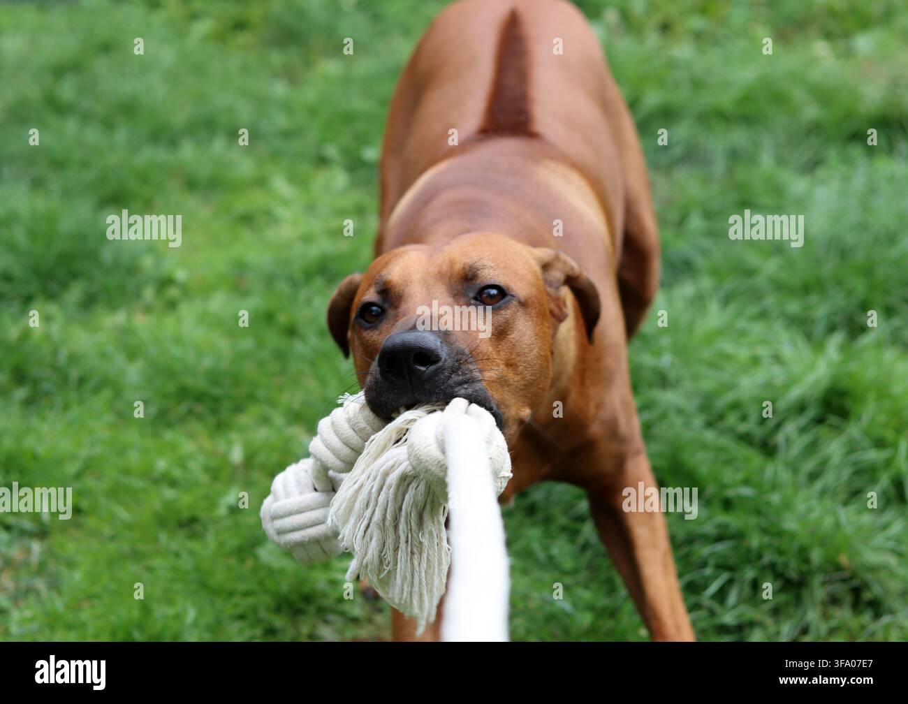 Rhodesian Ridgeback-Hund spielt mit einem Seil im Garten. Grüne Rasen-Hintergrund, Kopierraum. Stockfoto