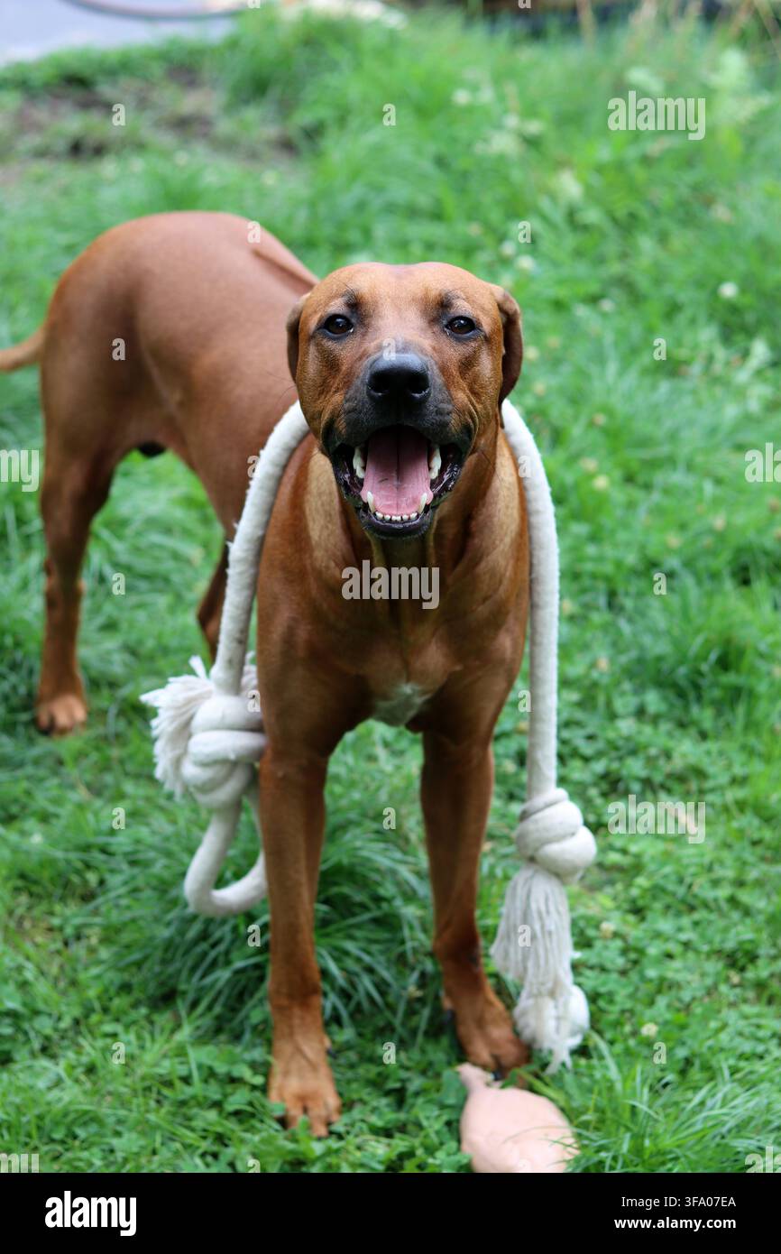 Rhodesian Ridgeback-Hund spielt mit einem Seil im Garten. Grüne Rasen-Hintergrund, Kopierraum. Stockfoto