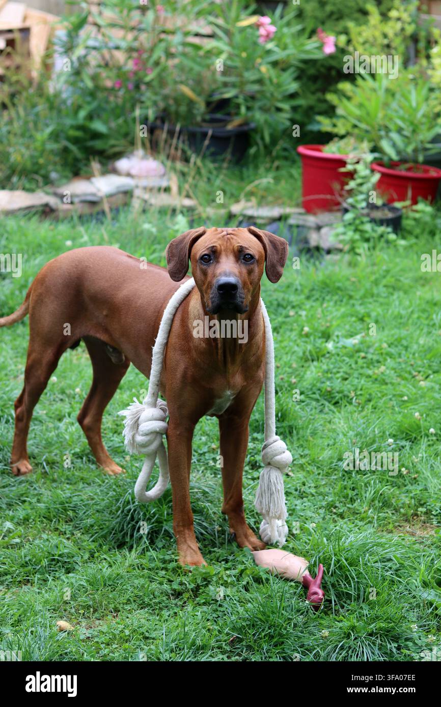 Rhodesian Ridgeback-Hund spielt mit einem Seil im Garten. Grüne Rasen-Hintergrund, Kopierraum. Stockfoto