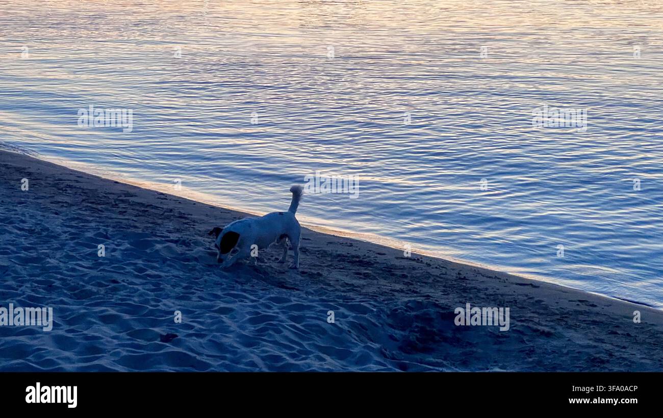 Ein verspielter Hund erkundet den sandigen Uferrand neben ruhigem blauem Wasser an einem friedlichen Tag am Strand. - Smartphone-aufgenommenes Stockfoto