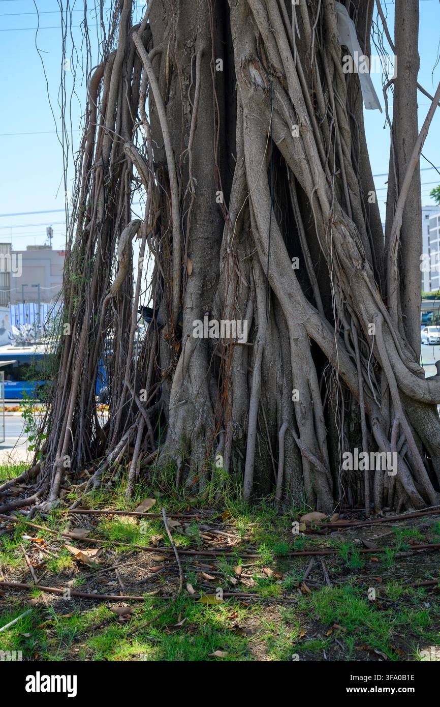 Nahaufnahme eines reifen Ficusbaums mit dichten Luftwurzeln und verflochtenem Stammwachstum in einer städtischen Umgebung. Stockfoto