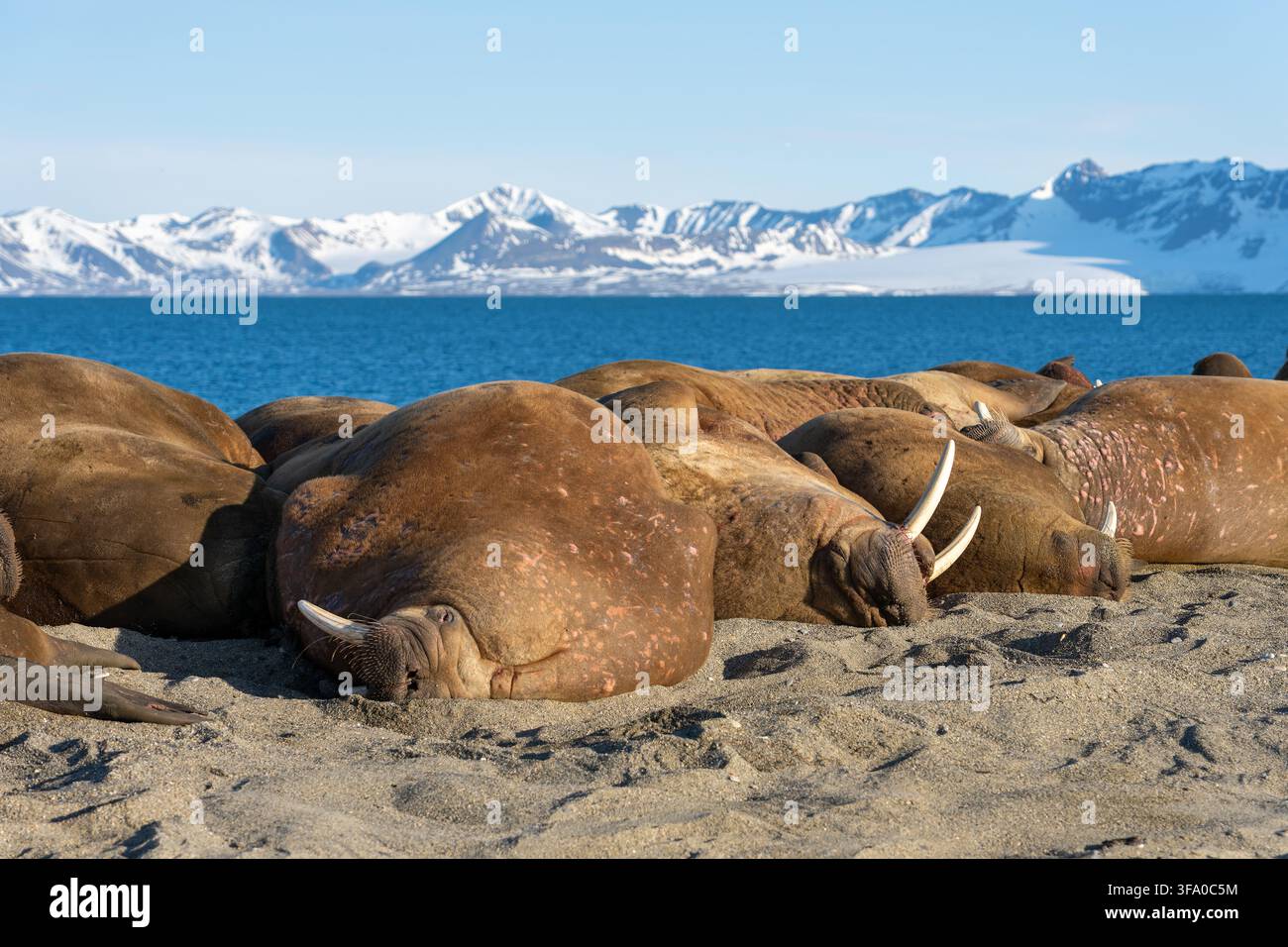 Moren sind an einem sandigen Ufer angehauen und schlafen zusammen, während der blaue Ozean und schneebedeckte Berge eine ruhige arktische Landschaft bilden und Stockfoto