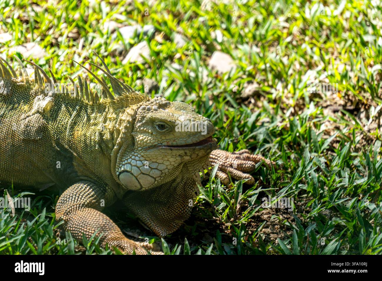 Grüne Leguan ruht auf Gras im Sonnenlicht Stockfoto