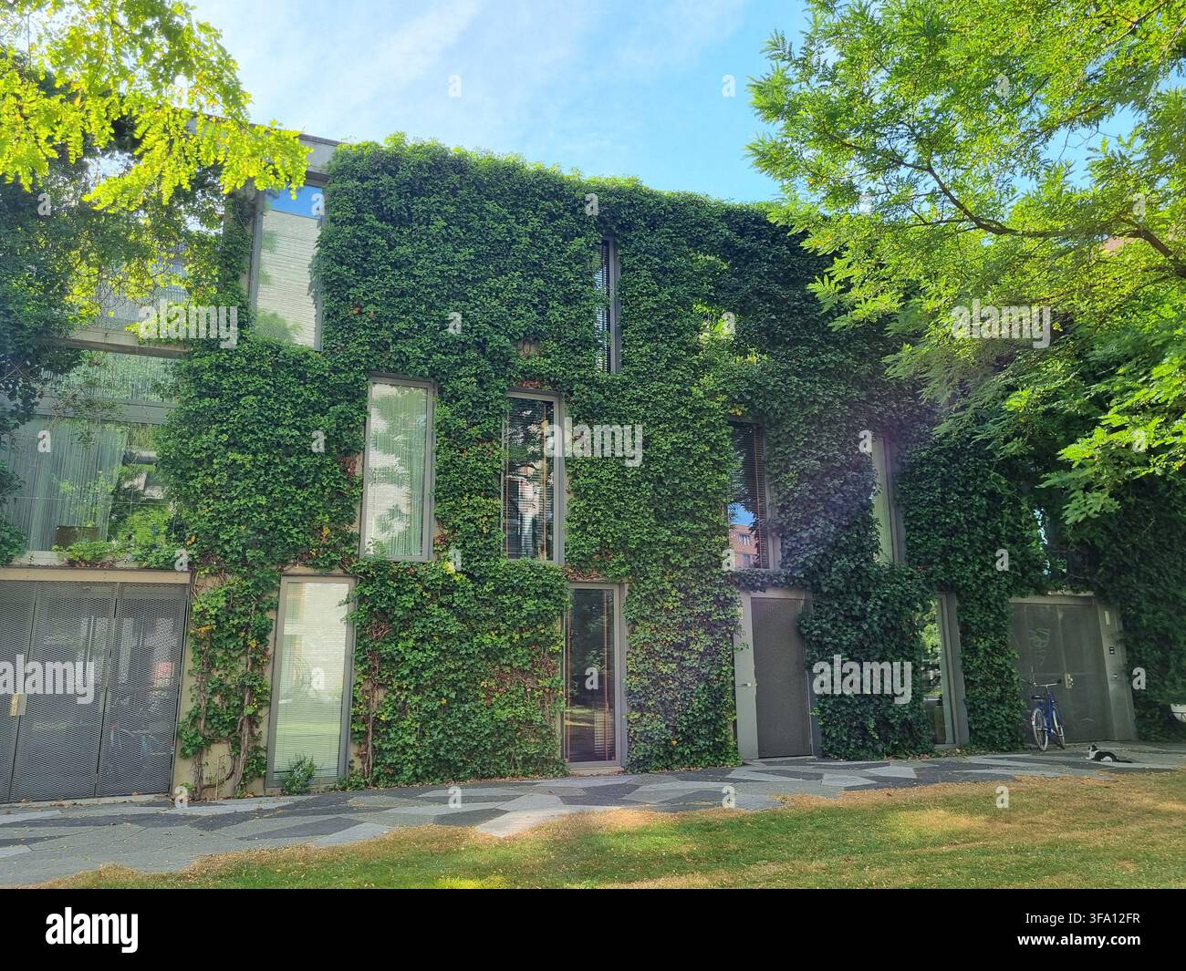 Weitwinkelaufnahme einer modernen Wohnhausfassade, vollständig bedeckt mit grüner Kletter-Efeu, mit einer Katze auf dem gepflasterten Gehweg im Funenpark, Ams - Smartphone-aufgenommenes Stockfoto
