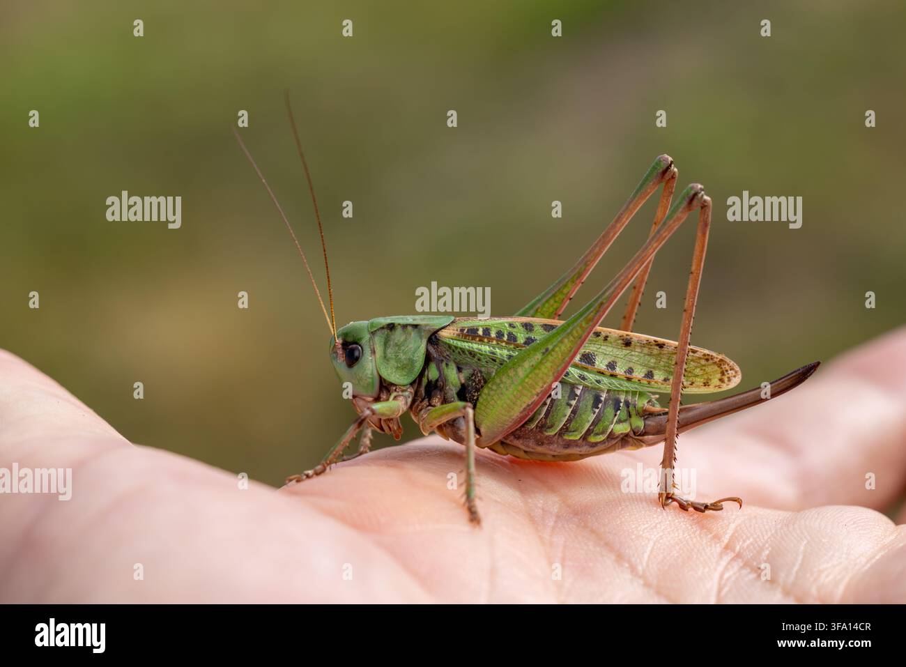 Weiblicher Warzenbeißer (Decticus verrucivorus) auf der Hand, gefunden in der Südheide in Niedersachsen, Deutschland Stockfoto