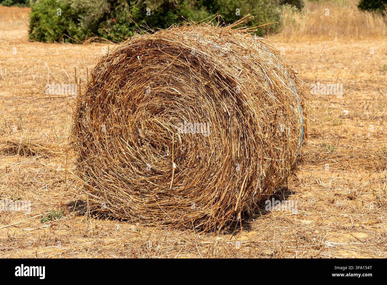 Eine einzelne, fest gewickelte zylindrische Ballen getrockneten Strohs liegt auf einem abgeernteten Feld unter einem hellen Himmel Stockfoto