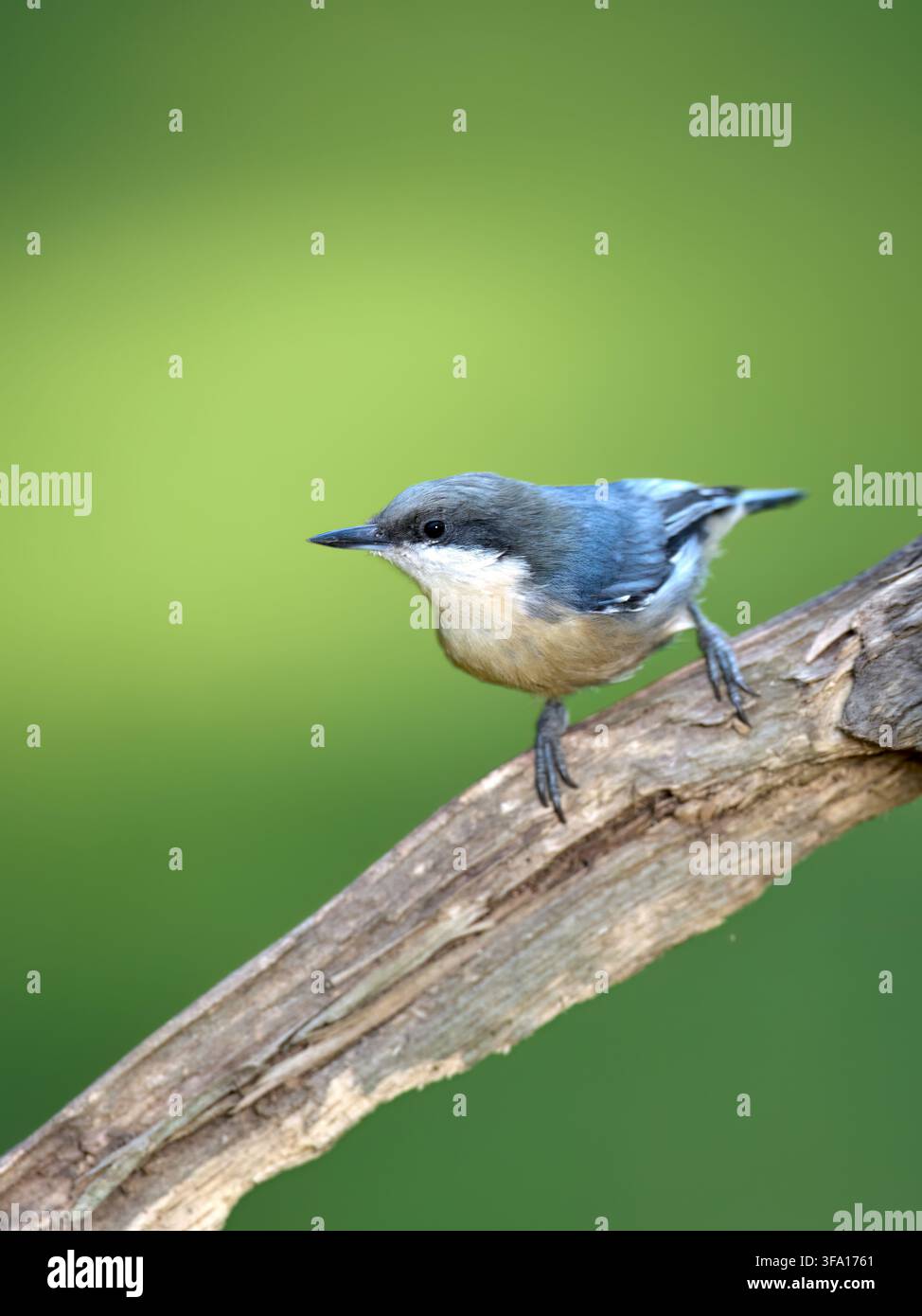 Ein kleiner Zwergmeise sitzt auf einem Ast in Rathdrum, Idaho. Stockfoto