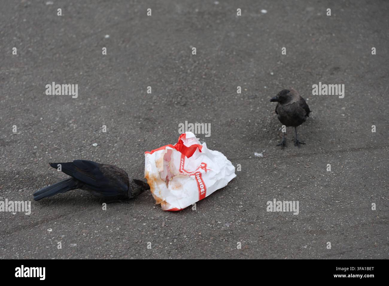 Zwei Krähen picken an einer weißen MAX-Fast-Food-Tüte mit Lebensmitteln, die Abfälle enthält, und veranschaulichen die städtische Tierwelt und das Nahrungssuchen. Stockfoto