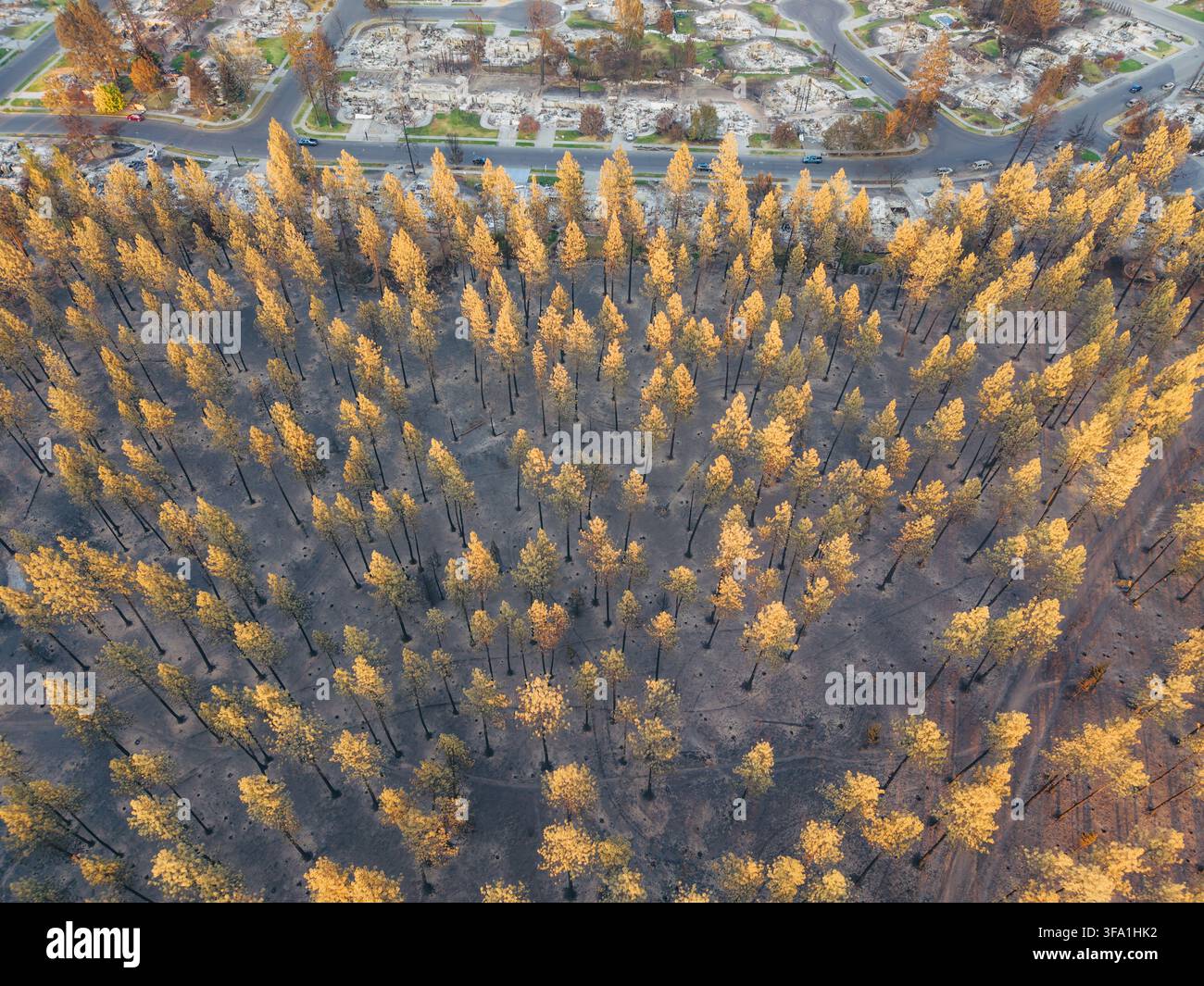 Luftbild eines feutschadigen Waldes in Spokane, Washington, mit verkohltem Boden und überlebenden Bäumen in der Nähe von Wohngebieten Stockfoto