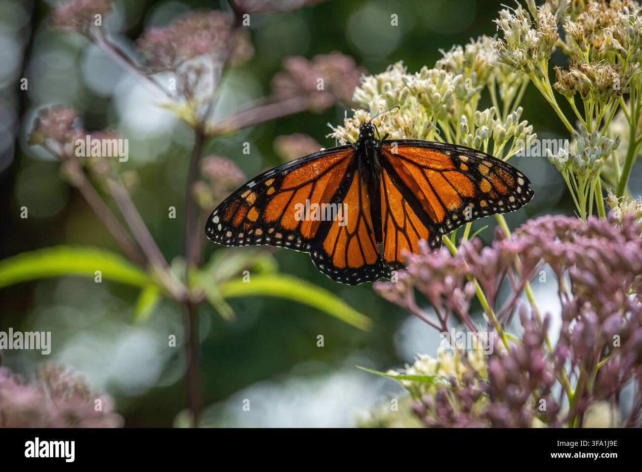 Monarchfalter mit vollständig geöffneten Flügeln, der auf weißem Blumengrund gegen einen sanft verschwommenen Gartenhintergrund komplexe Muster zeigt. Stockfoto