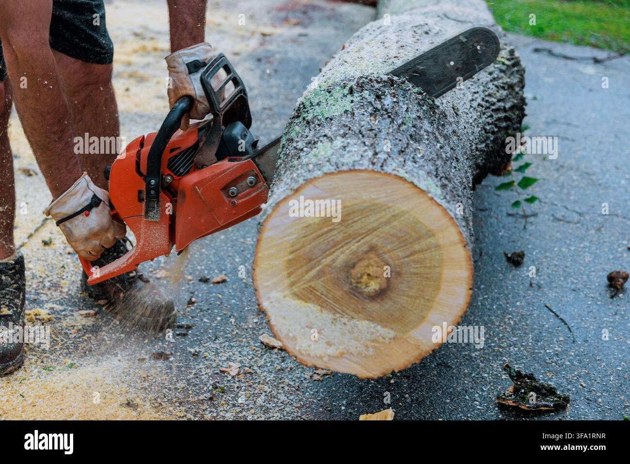 Arbeiter verwendet eine Kettensäge, um einen Baumstamm auf der Einfahrt zu schneiden, während Sägemehl auffliegt, wenn das Holz geschnitten wird. Stockfoto