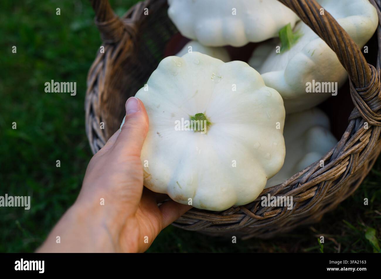 Korb gefüllt mit weißen Patisson-Kürbissen, die von Hand im Freien gehalten werden. Biogarten und frische saisonale Produkte. Stockfoto