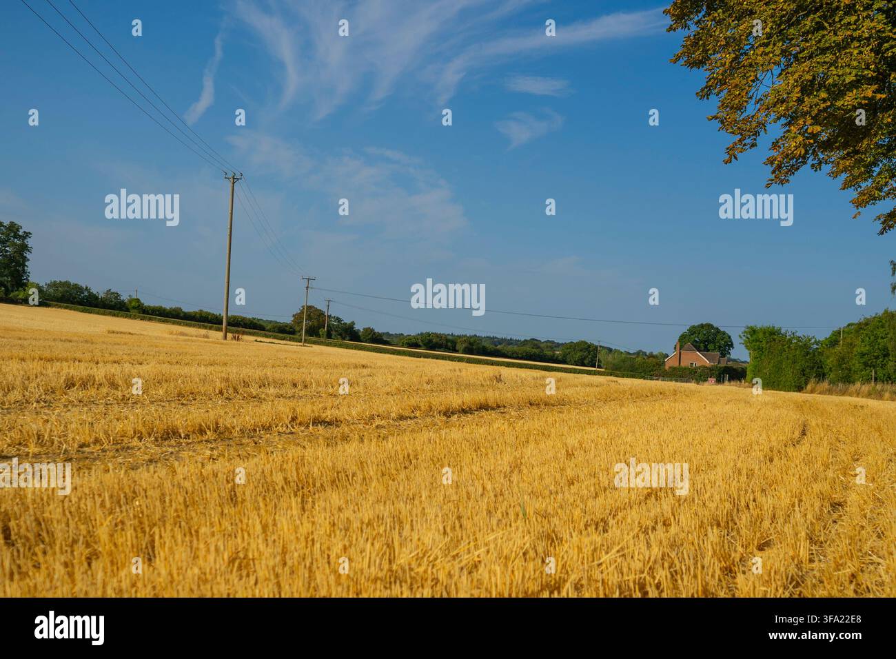 Breite Landschaftsaufnahme eines trockenen, geernteten goldenen Weizenfeldes mit Stoppeln, umgeben von grünen Bäumen, Stromleitungen und einem klaren Himmel in der ländlichen Gegend Stockfoto